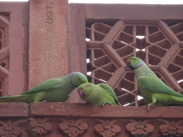 Agra